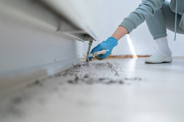 Best Wasp Removal Services  in Sharpsburg, NC